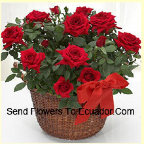 19 Graceful Red Roses